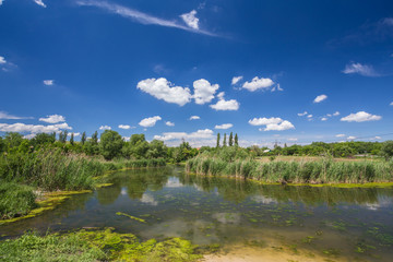 Fototapeta premium landscape with trees and a river in front