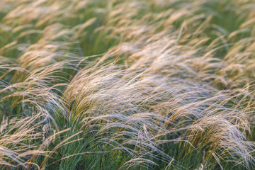 Field with wild grasses at sunset. Selective focus.