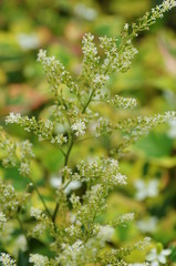 アスチルベ　白花種
