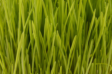 Fototapeta na wymiar sprouted wheat closeup