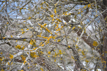 Tree branches on a national park in Turkey