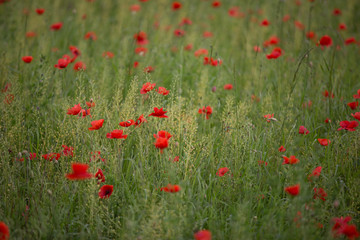 Fototapeta premium Coquelicots' field