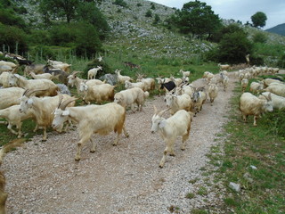 capre e capra in natura nel loro gregge © Felice