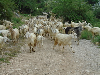 capre e capra in natura nel loro gregge © Felice