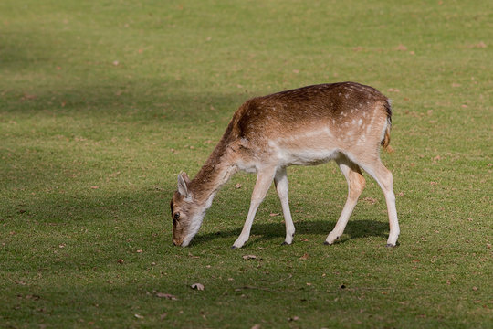 photo of a female Fallow deer grazing on green grass