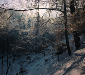 Winter Forest Scene with Sunlight Coming Through