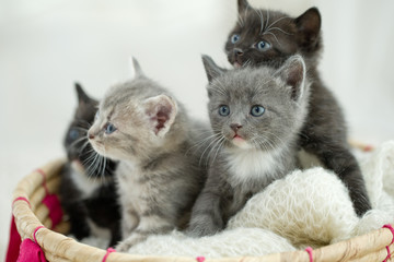 Plakat Kittens 