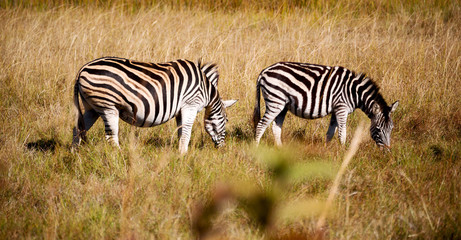 Obraz na płótnie Canvas in south africa wildlife nature reserve and zebra