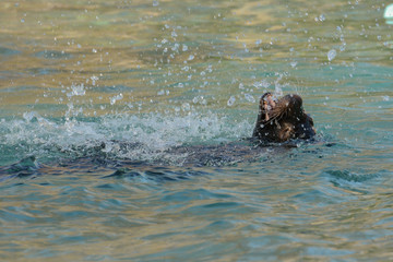 Fototapeta premium Seelöwe spielt im Bassin