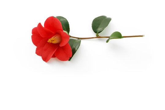 Rote Kamelienbl&uuml;te