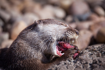 Otter