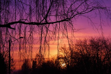 Colorful sunset photographed through bare branches.