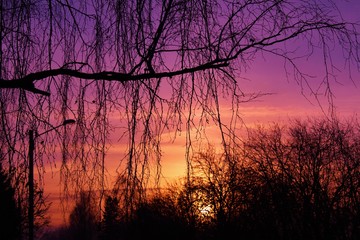 Obraz premium Colorful sunset photographed through bare branches.