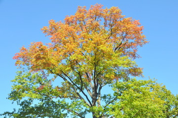 Automn tree on Central Park