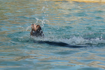 Seelöwe spielt im Bassin