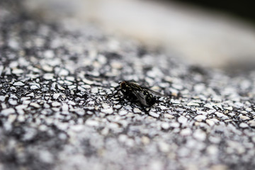 a fly on a rock
