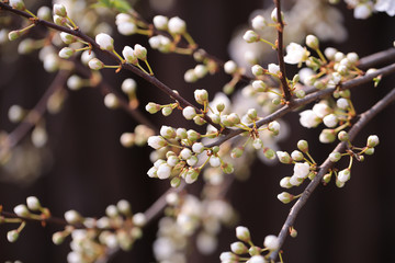 Buds of apple tree