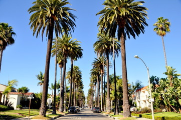 Melrose palm trees