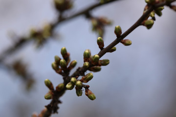 Young spring leaves on blurred natural background