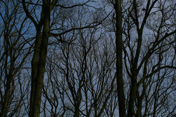 Tree branches over the sky