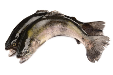 Fototapeta premium trout on white background