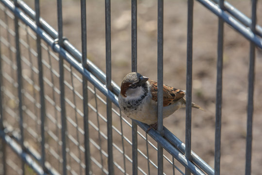 Kleiner Spatz