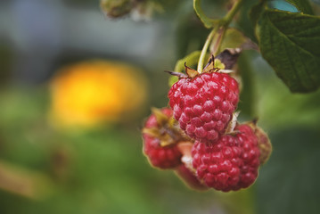 summer-ripe raspberries in the natural environment