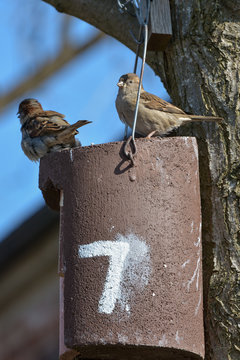 Kleiner Spatz