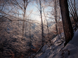 Winter Forest Scene with Sunlight Coming Through