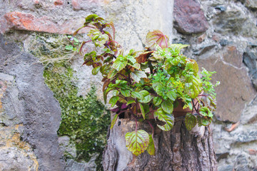 Plant in the Stone Wall