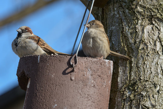 Kleiner Spatz