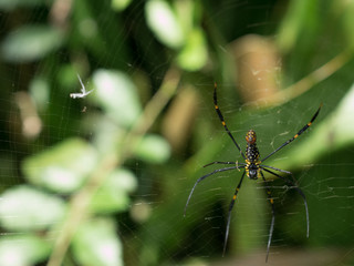spider on web
