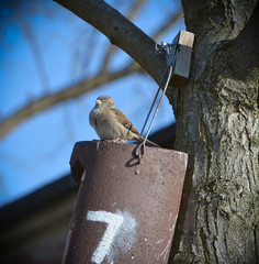 Kleiner Spatz