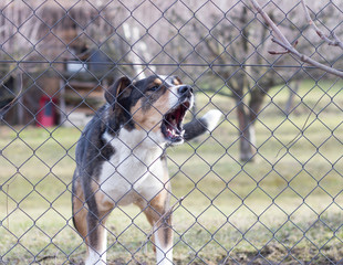 aggressive barking dog behind fence guarding garden - 138820816