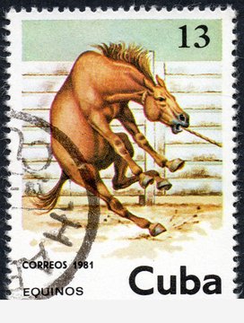 UKRAINE - CIRCA 2017: A stamp printed in Cuba, shows beautiful brown horse, the series Horses, circa 1981