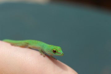 A green gecko posing on human fingers.