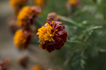 Marigold Flowers