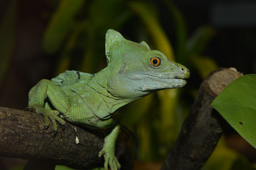 Stirnlappenbasilisk