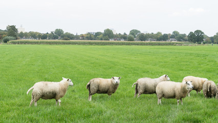 Group of sheep in a Dutch meadow