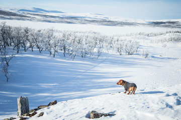 A beautiful brown dachshund dog with a knitted sweater in Norwegian winter scenery