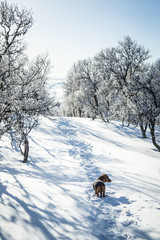 A beautiful brown dachshund dog with a knitted sweater in Norwegian winter scenery
