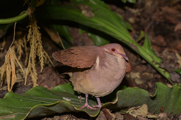 Kleiner Urwaldvogel im Amazonashaus