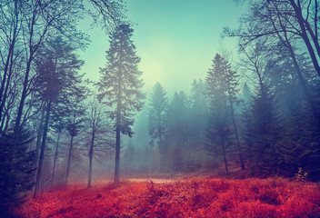 Magic dark forest. Autumn forest scenery with rays of warm light. Mistic forest. Beskid Mountains. Poland