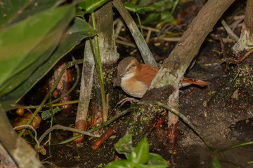 Kleiner Urwaldvogel im Amazonashaus