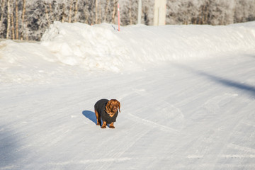 A beautiful brown dachshund dog with a knitted sweater walking on the snowy road