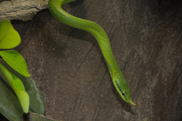 Vietnamesische Langnasennatter