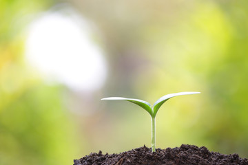 Growing plants