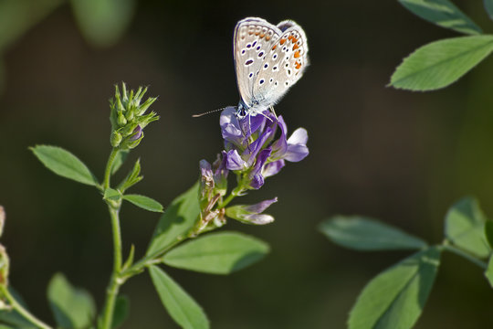 Farfalla Lysandra bellargus