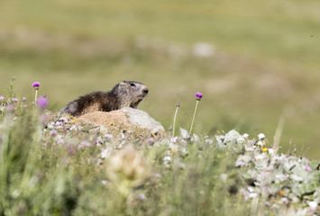 Marmotta