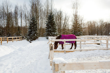 Horse in winter is wearing a blanket in the paddock. Hardy gelding with a walk in the snow in the cold. Caring for horses in the Northern regions.